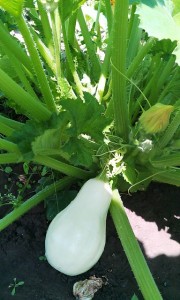 weiße Zucchini