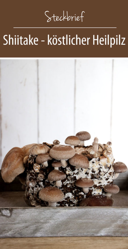 Shiitake selber züchten - Fertigkultur Pilze im Haus