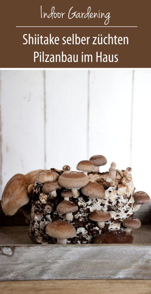 Shiitake selber züchten - Fertigkultur Pilze im Haus