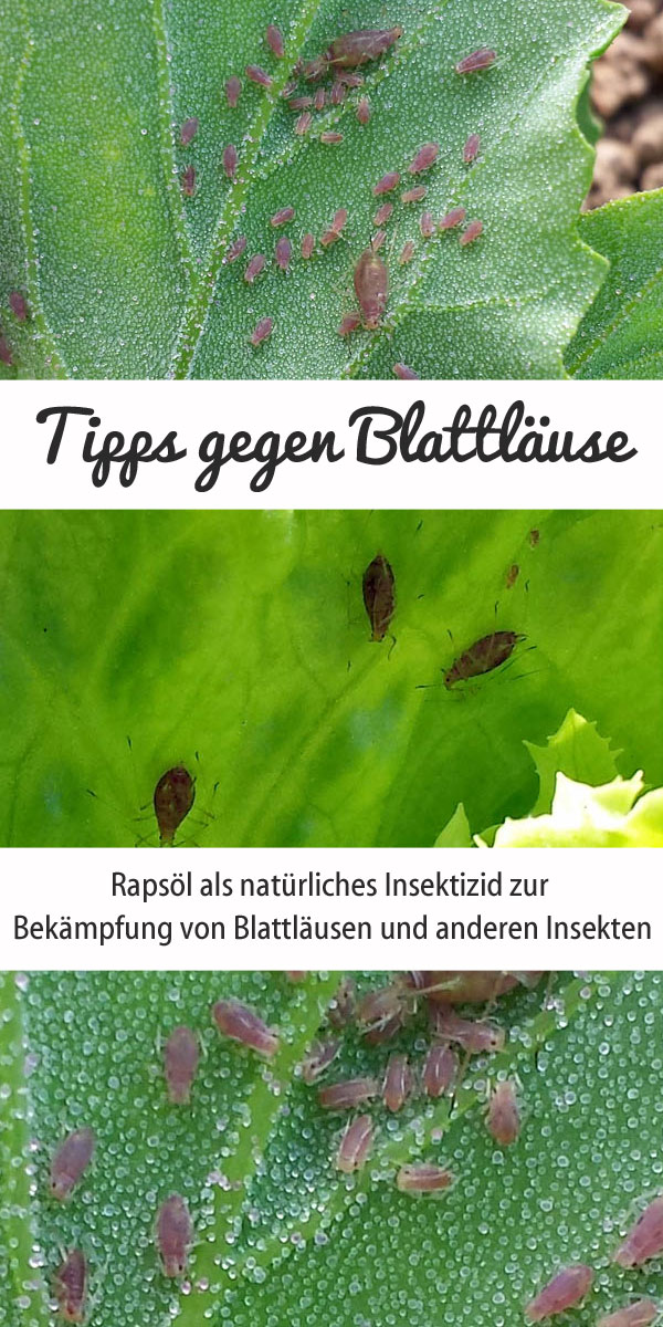 Tipps gegen Blattläuse - Rapsöl gegen Blattläuse