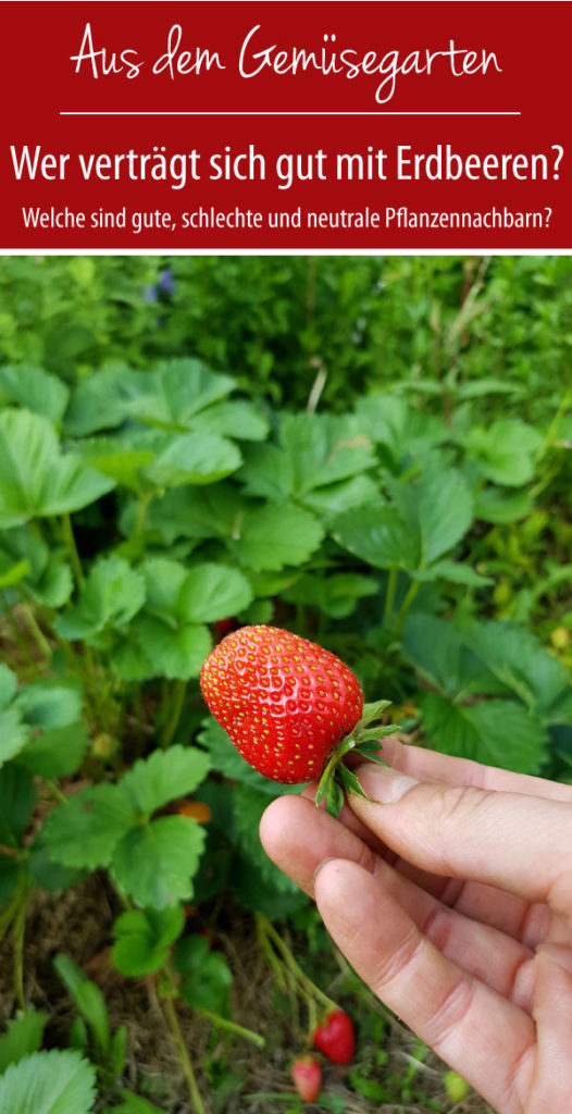 Wer verträgt sich gut mit Erdbeeren?