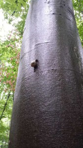 Schnecke auf Baum