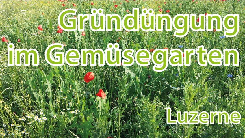 Luzerne - Gründüngung im Gemüsgearten