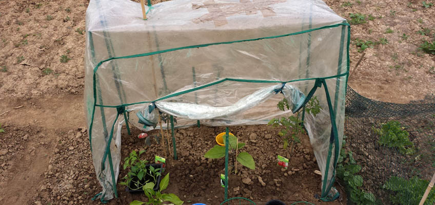 Tomatengewächshaus wieder aufgebaut