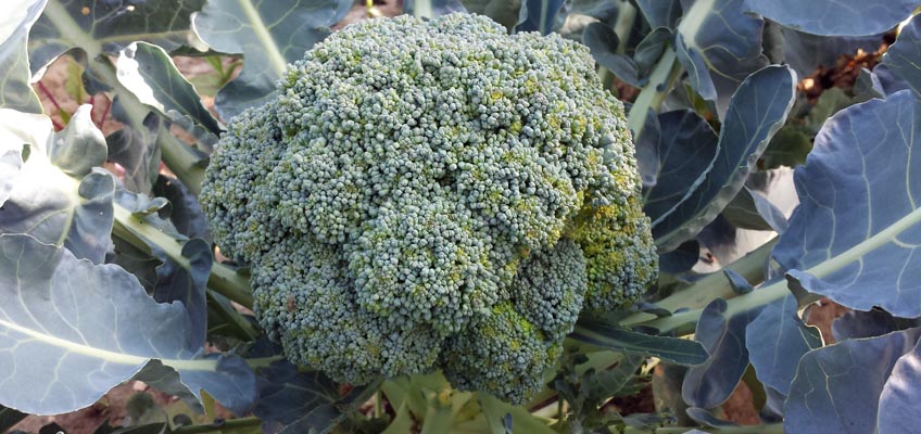 Brokkoli im Gemüsegarten