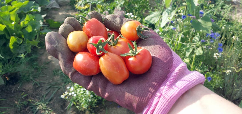 Tomaten erste Ernte