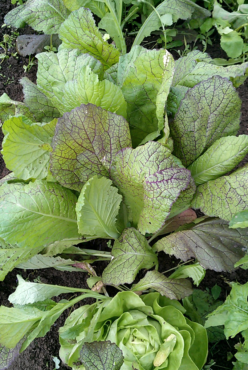 Pflücksalat - so bleibt Salat länger knackig