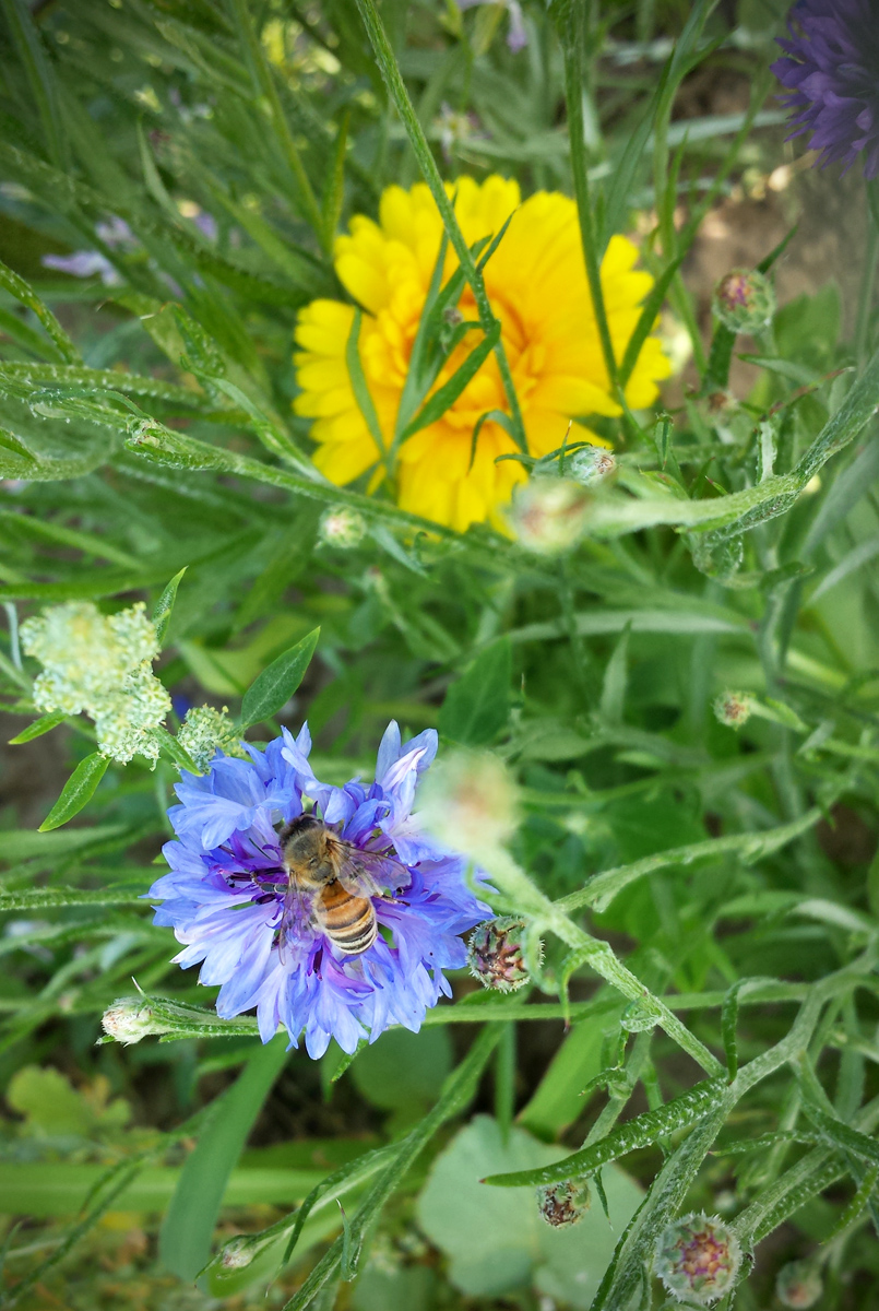 Bienenweide Blühfläche für Insekten