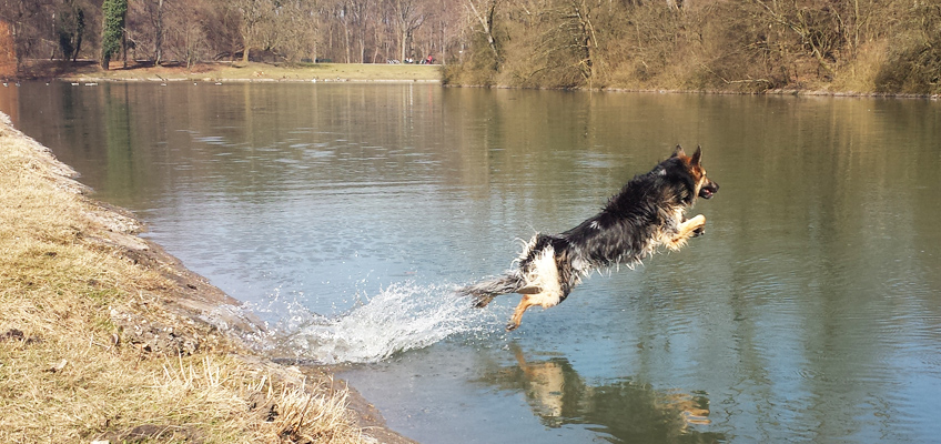 Schwimmen mit dem Hund - Sprung ins Wasser 2