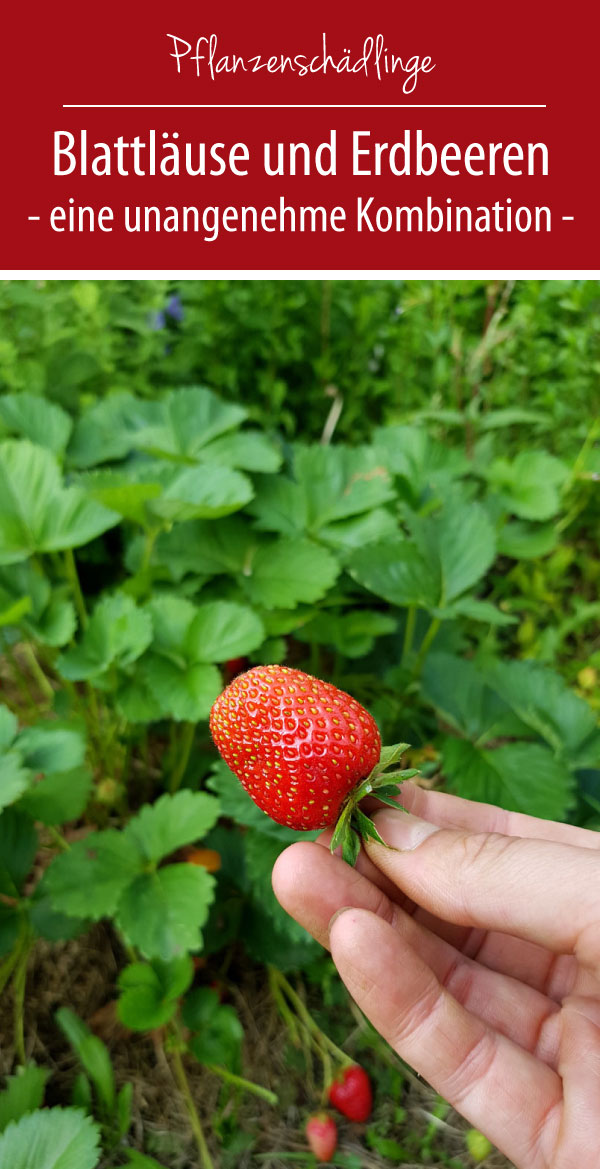 Blattläuse und Erdbeeren - eine unangenehme Kombination!