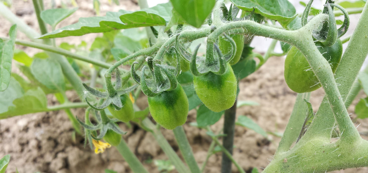 Die ersten Tomaten wachsen