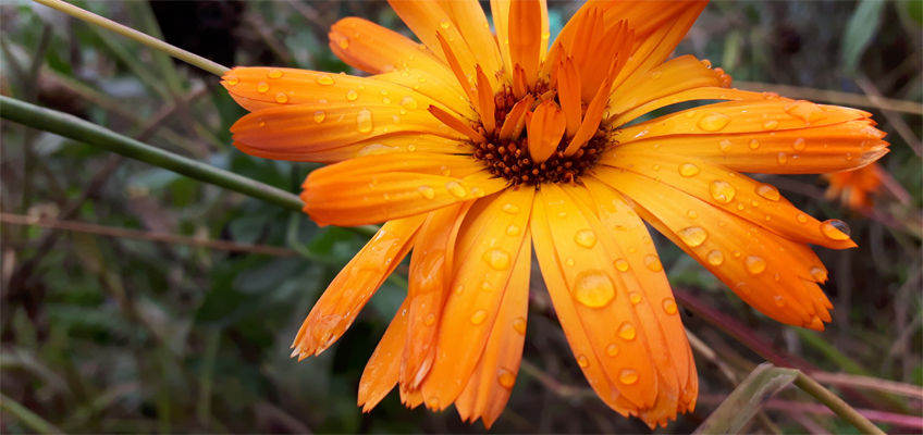 Regentropfen auf einer Blüte