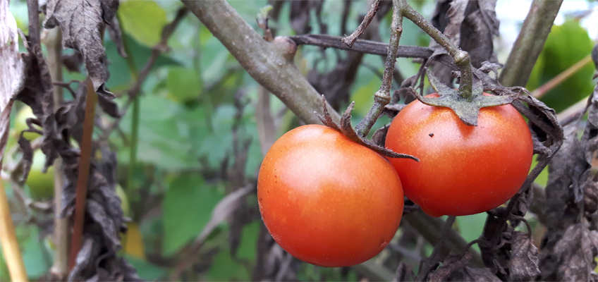 Tomaten im Herbst