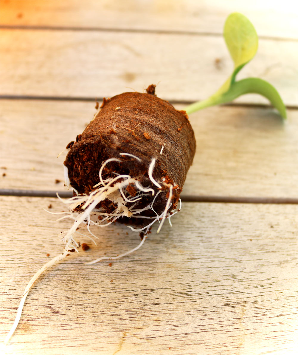 Keimlinge umtopfen - Kokostab durchwachsen - Zucchini Keimling