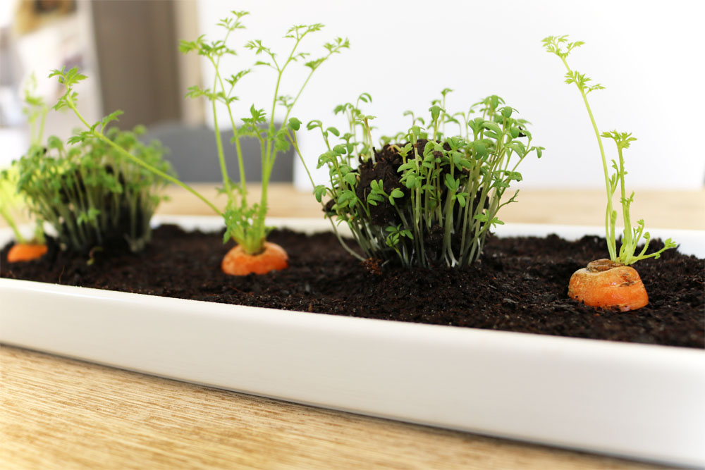 Tischdeko mit Gemüse Mini-Gemüsebeet