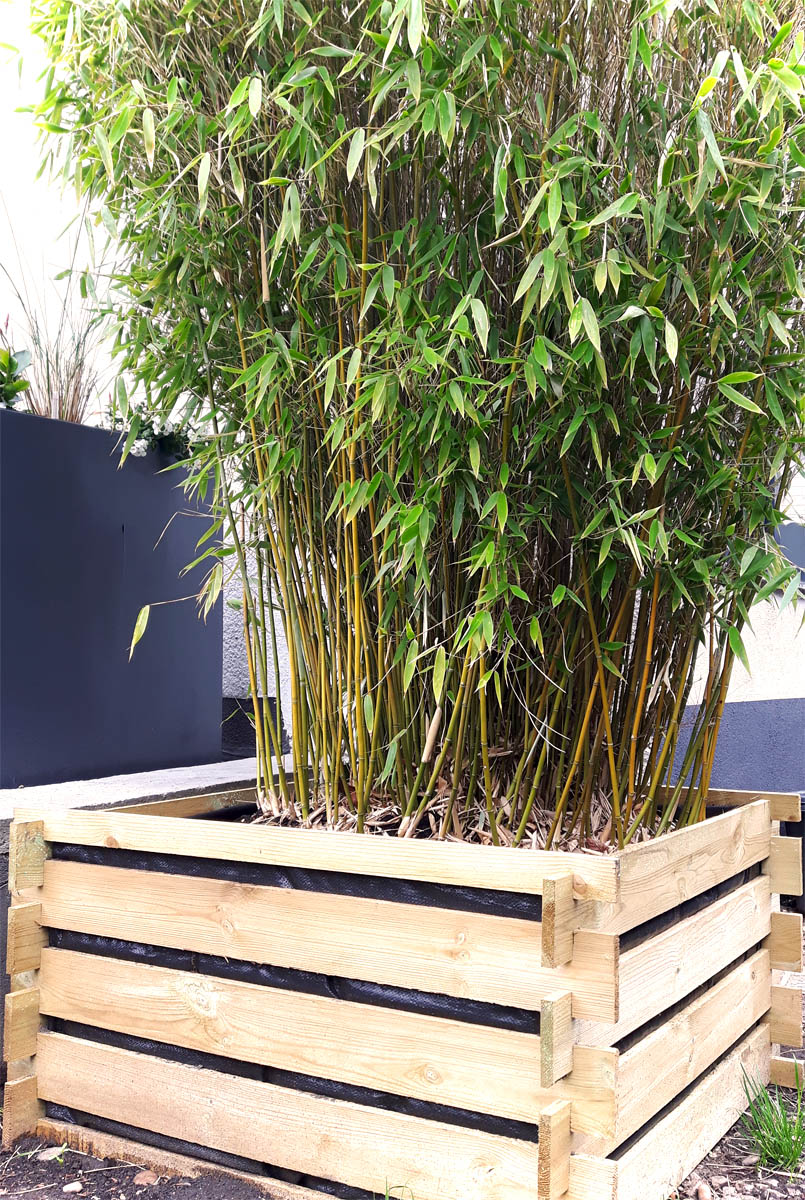 Bambus im Pflanzkübel