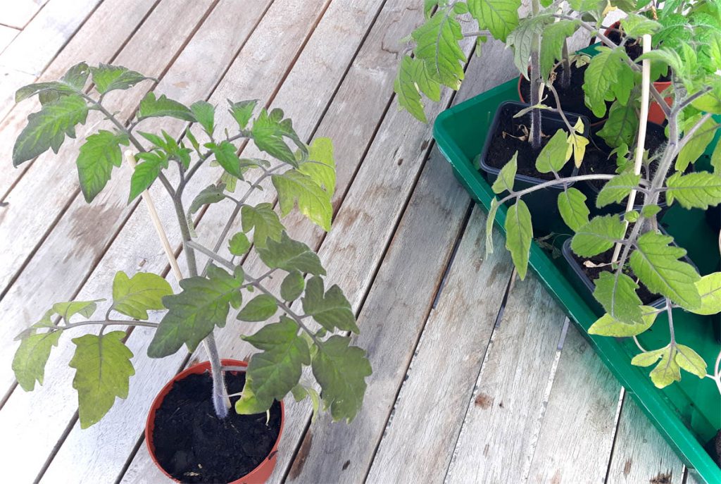 Tomaten ins Freie Jungpflanzen in den Gemüsegarten