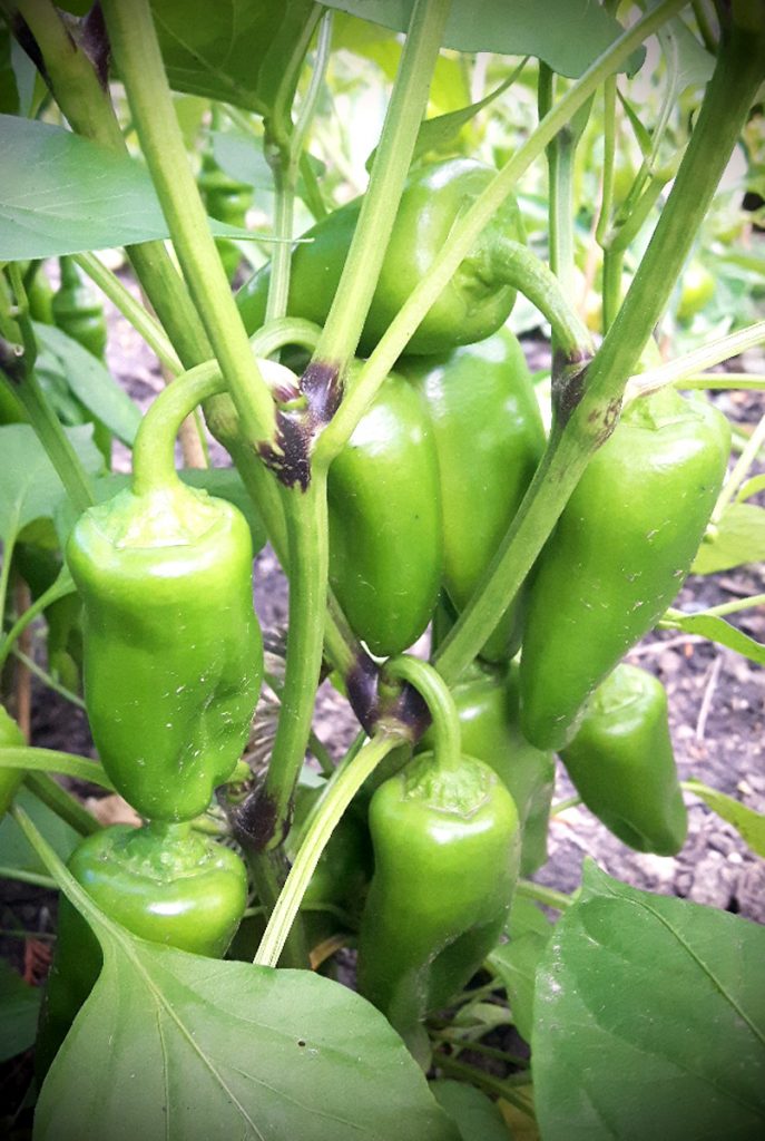 Paprika - Im Sommer Gemüse düngen