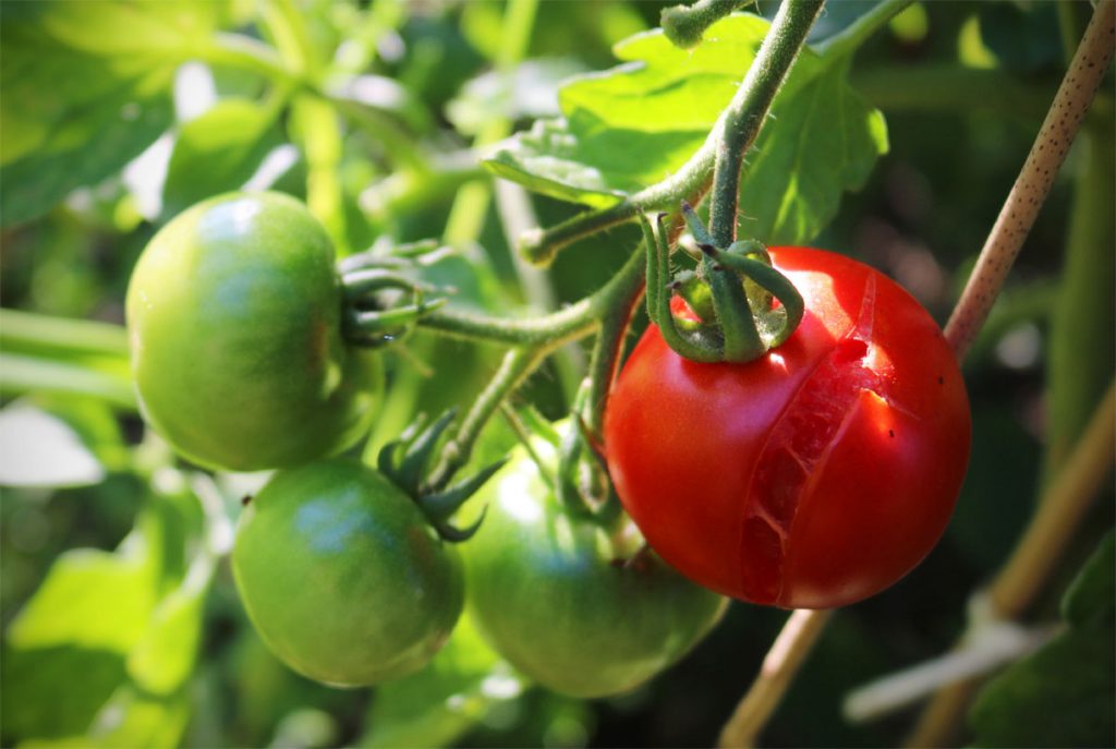 Wenn Tomaten platzen Ursache und Maßnahmen