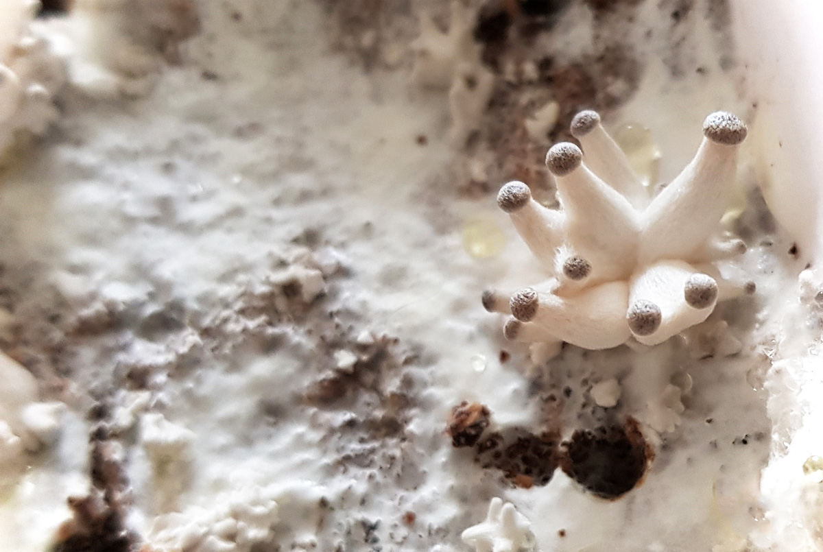 Austernpilze wachsen Pilzkultur