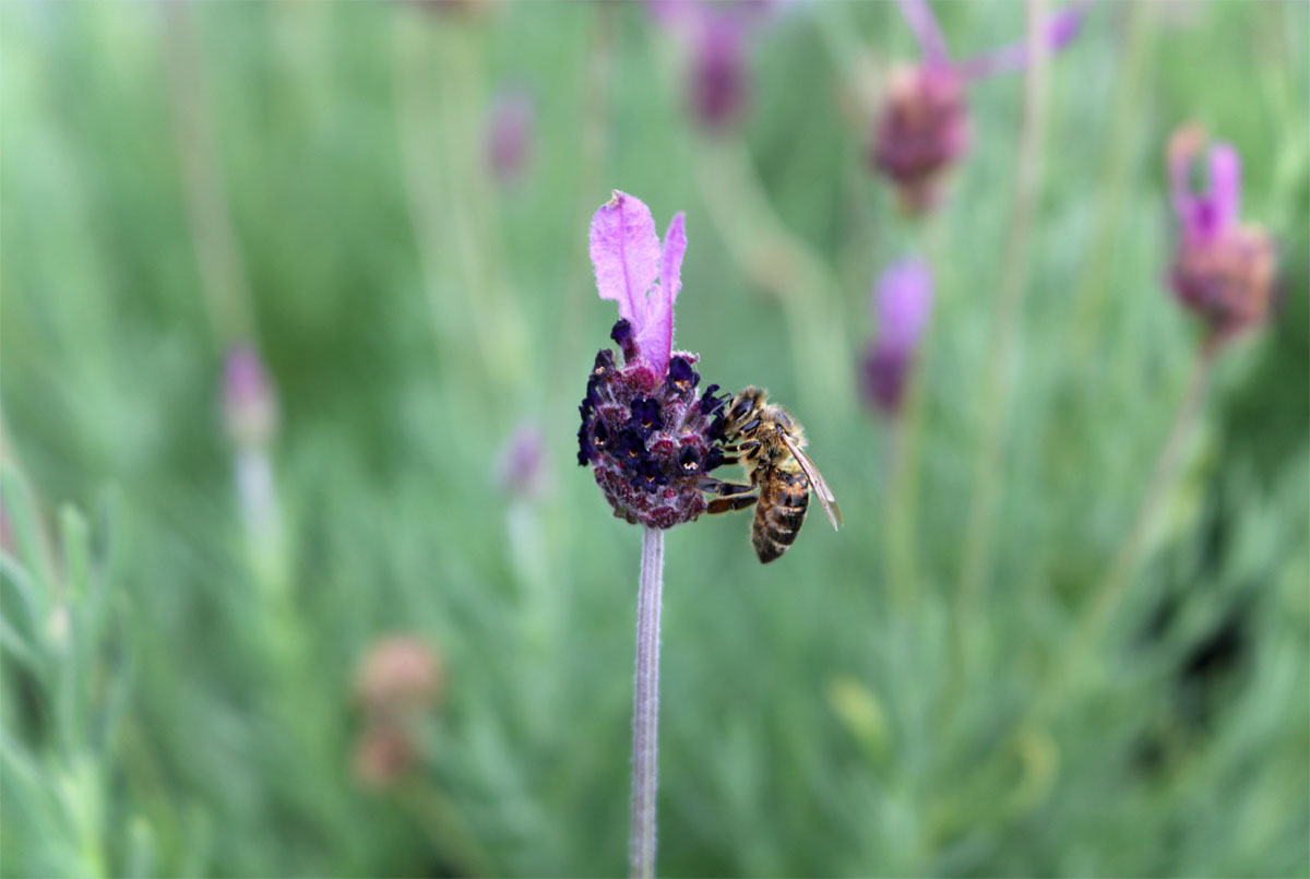 Insektengiftallergie Biene an Lavendel