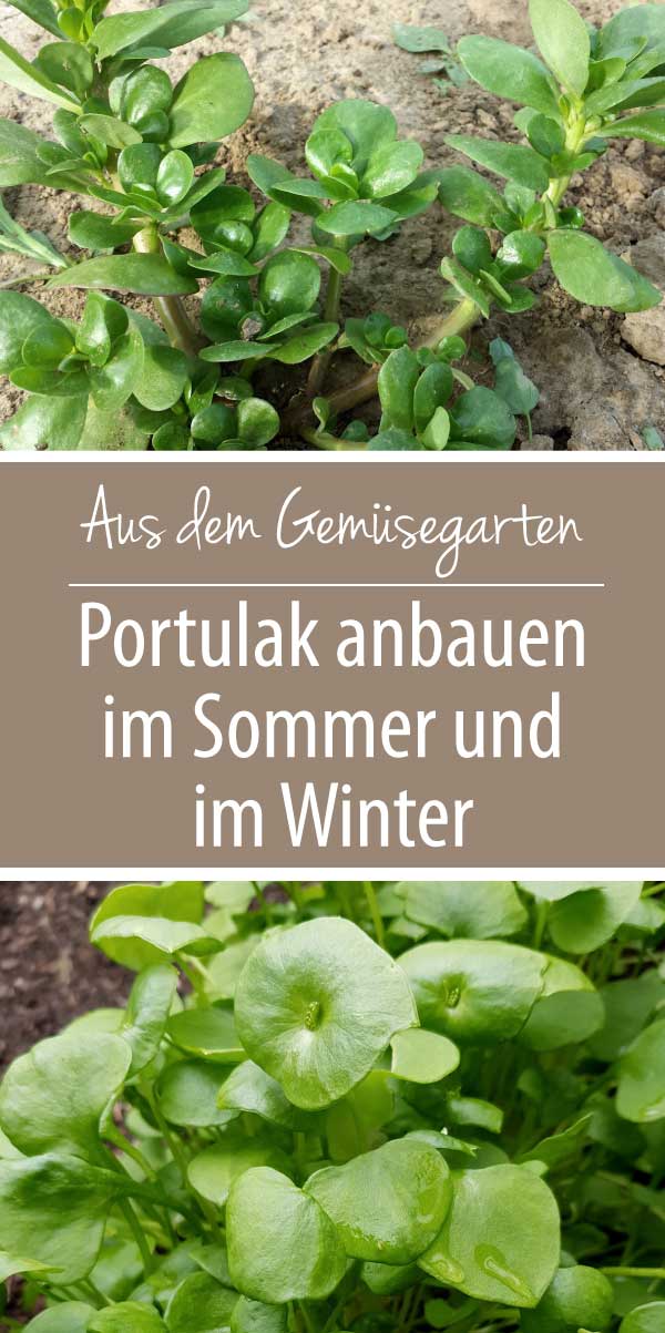 Portulak anbauen im Sommer und im Winter