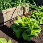 Salat im Hochbeet - Der Garten im Mai