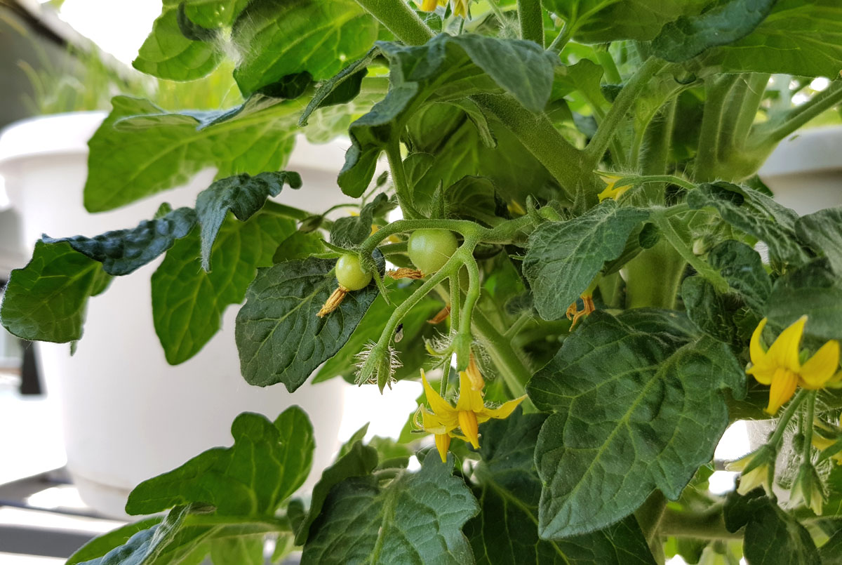 Tomate auf dem Balkon Grüneliebe City Garden mit EMSA