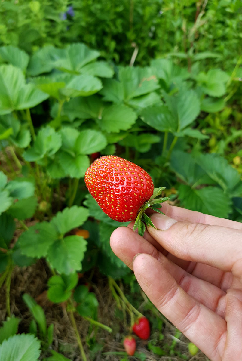 Erdbeeren - Erdbeerzeit - Garten im Mai