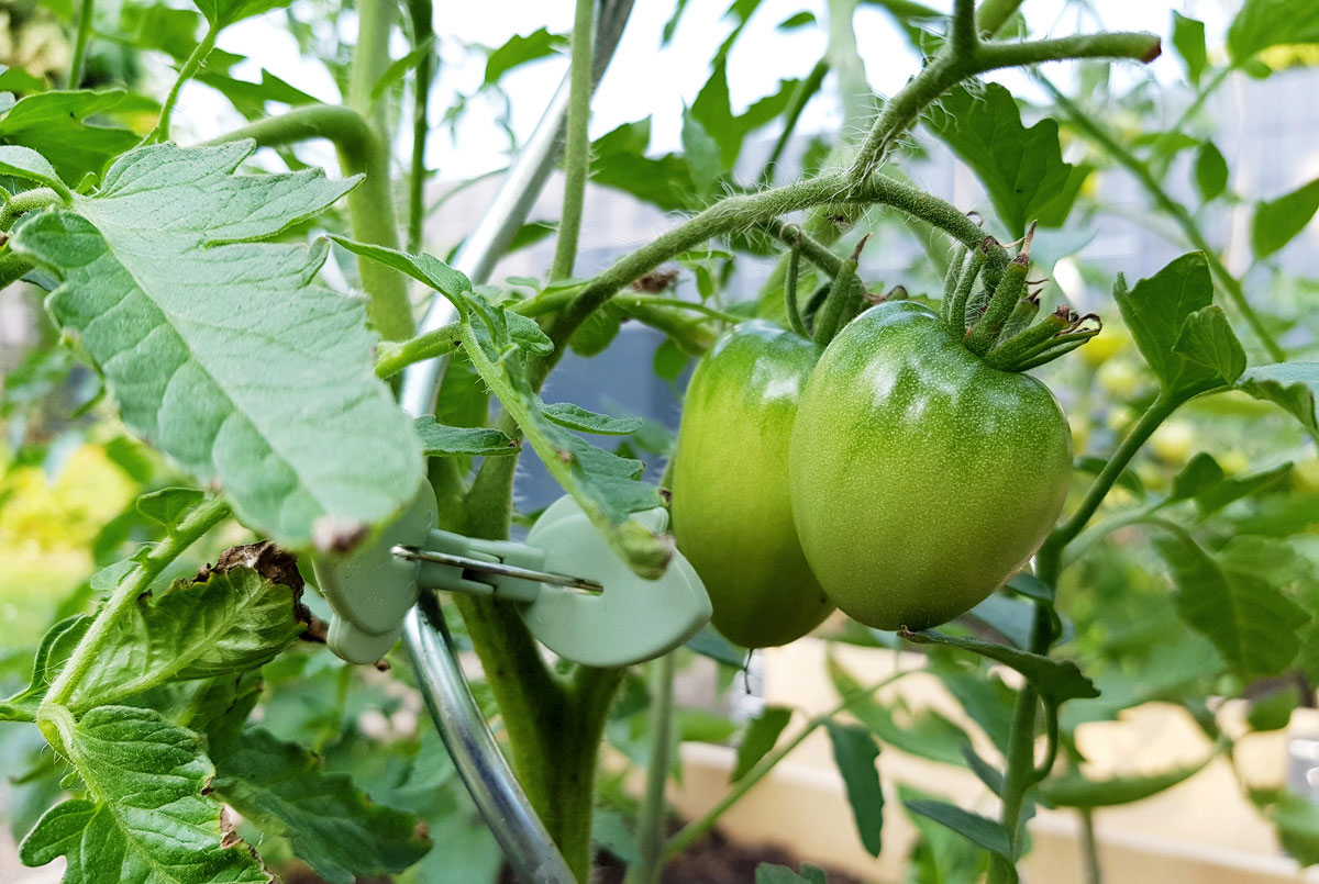 Tomaten - Garten im Mai