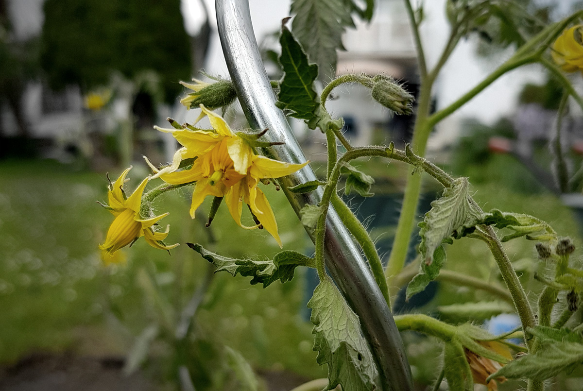 Tomatenblüten abschneiden im Spätsommer | Pflanzenpflege
