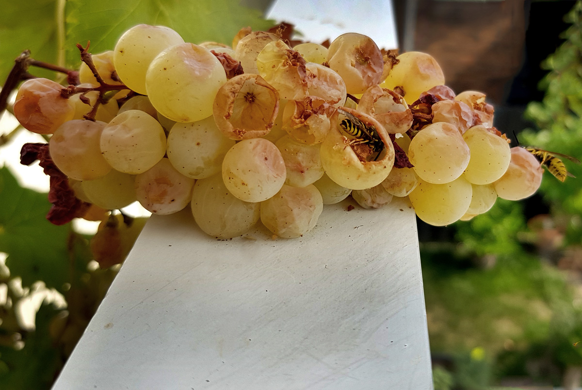 Weintrauben vor Wespen schützen