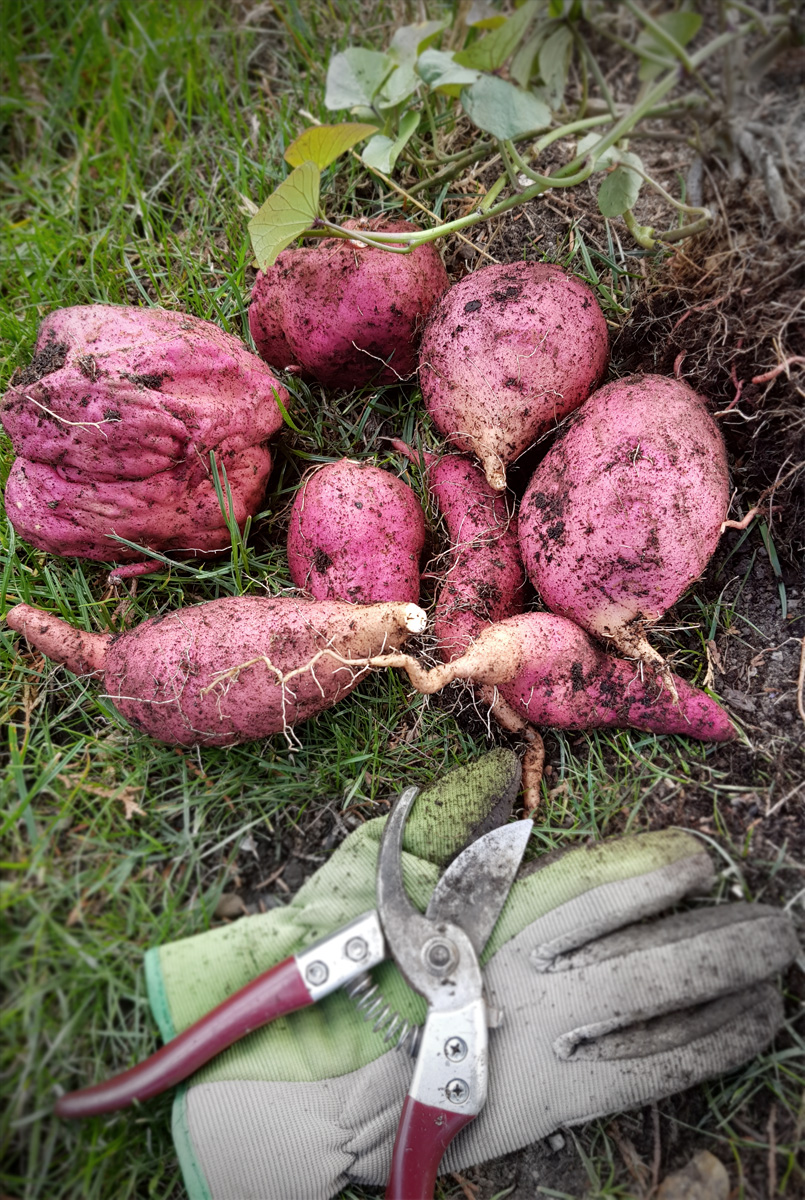 Süßkartoffel Ernte im Oktober