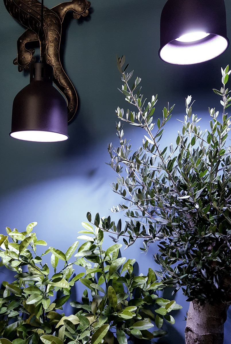 Mediterrane Pflanzen Ueberwintern mit Pflanzenlampen - Werbung