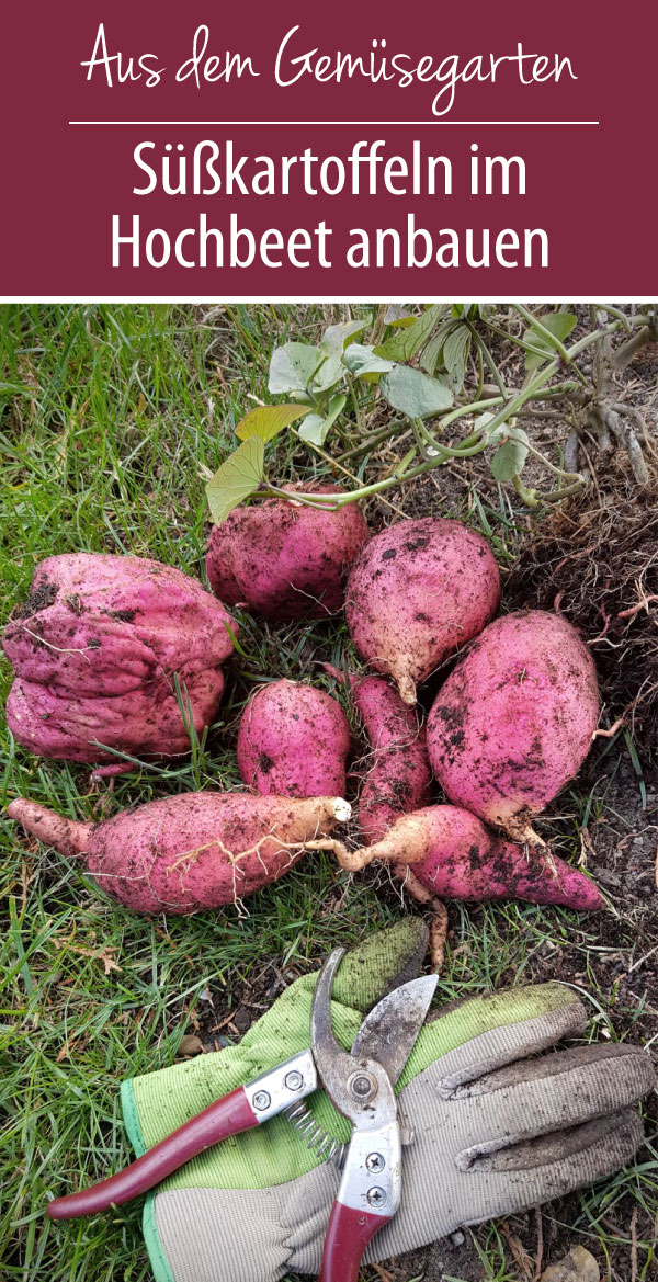 Süßkartoffeln im Hochbeet anbauen