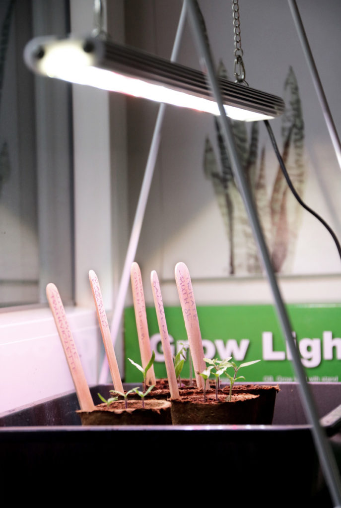 Aussaat mit Pflanzenlampe - Pflanzenanzucht mit Experiment: Wie wichtig ist das Licht für die Anzucht? ﻿