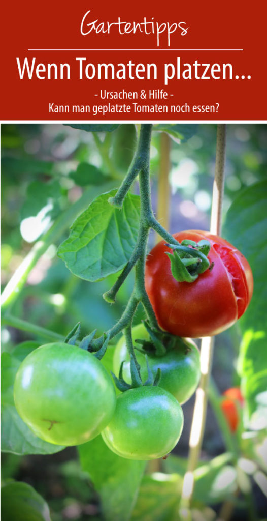 Wenn Tomaten platzen...
- Ursachen & Hilfe -
Kann man geplatzte Tomaten noch essen?