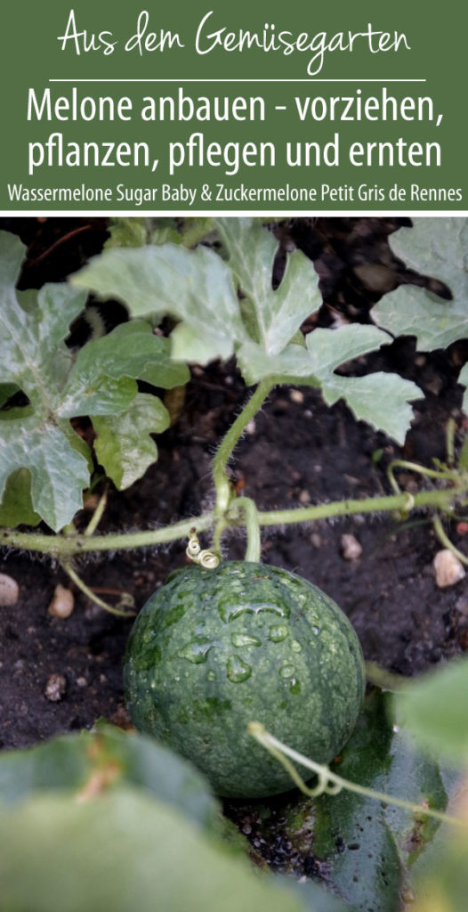 Melone anbauen - vorziehen,
pflanzen, pflegen und ernten
Wassermelone Sugar Baby & Zuckermelone Petit Gris de Rennes