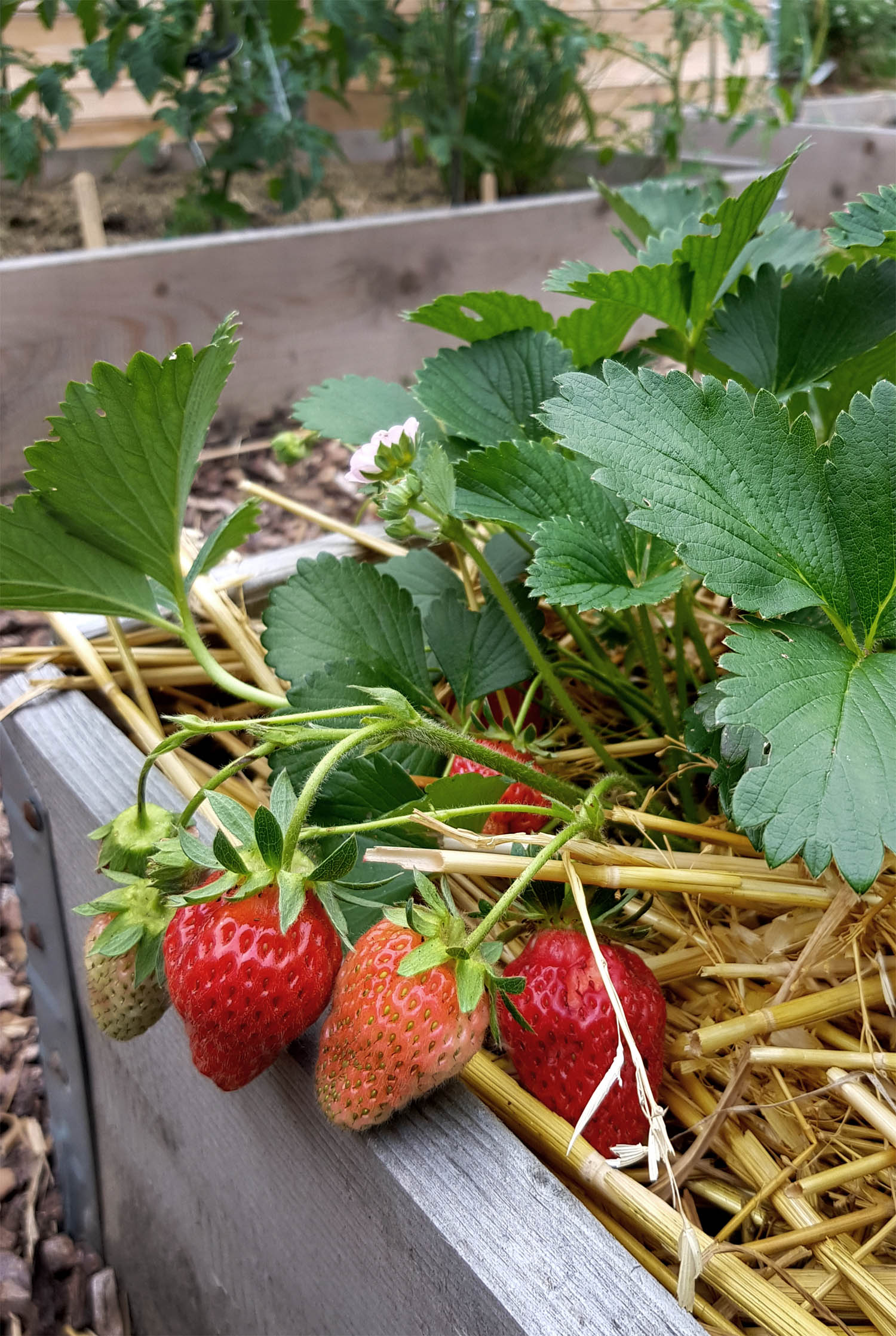 Erdbeeren-im-Garten - grüneliebe