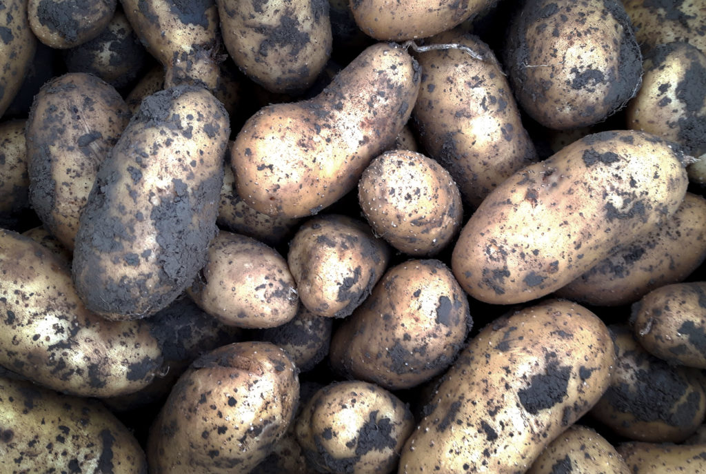Was kann man nach Kartoffeln pflanzen? | Fruchtfolge - grüneliebe