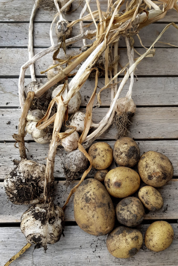 Was nach Kartoffeln pflanzen