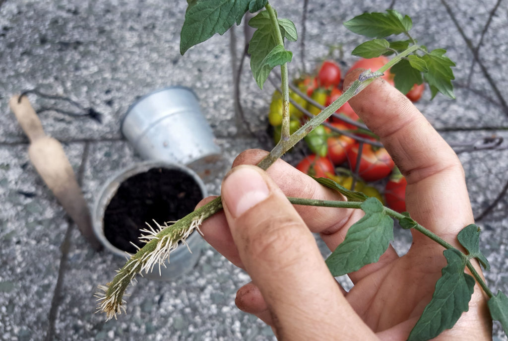 Tomaten vermehren durch Geiztriebe