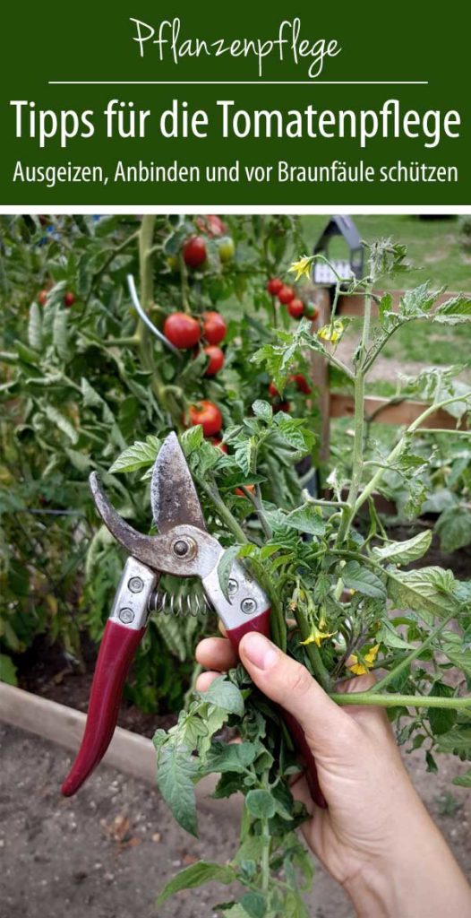 Tipps für die Tomatenpflege - Ausgeizen, Anbinden und vor Braunfäule schützen