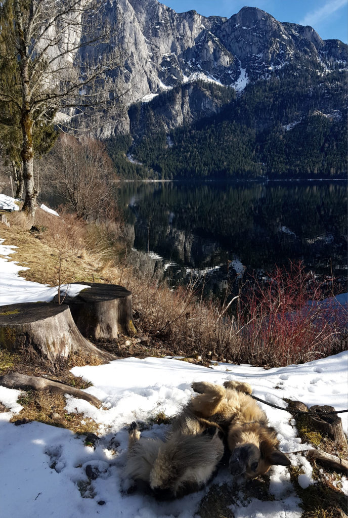 Altausseer See - Wanderweg mit Hund - Steiermark Österreich