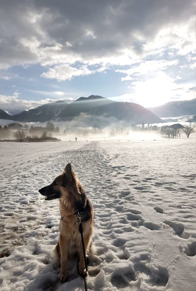 Urlaub mit Hund in Österreich