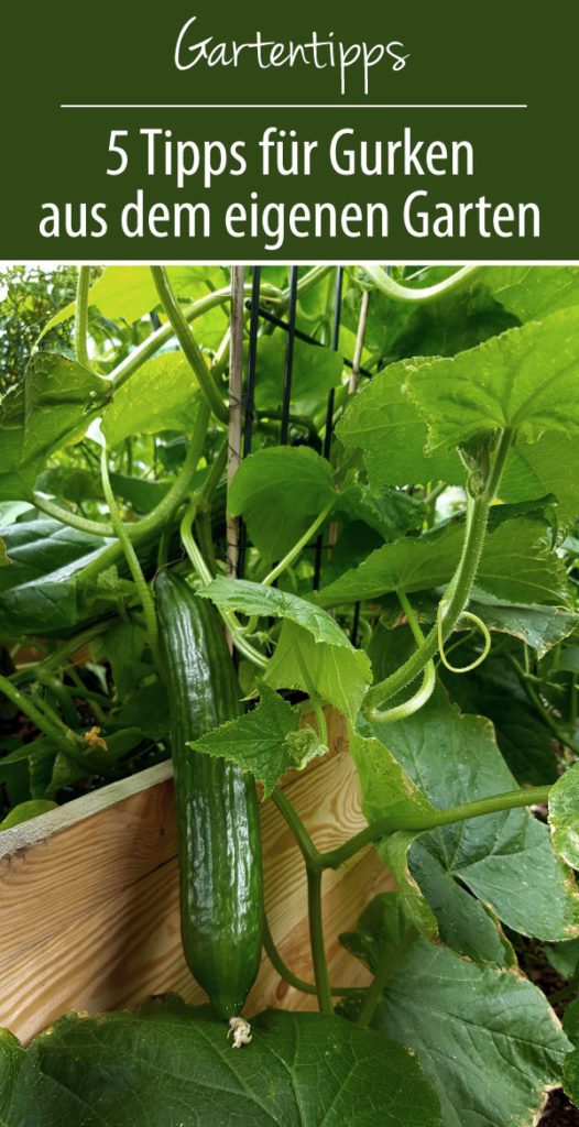 5 Tipps für Gurken aus dem eigenen Garten - So gelingt eine üppige Ernte!