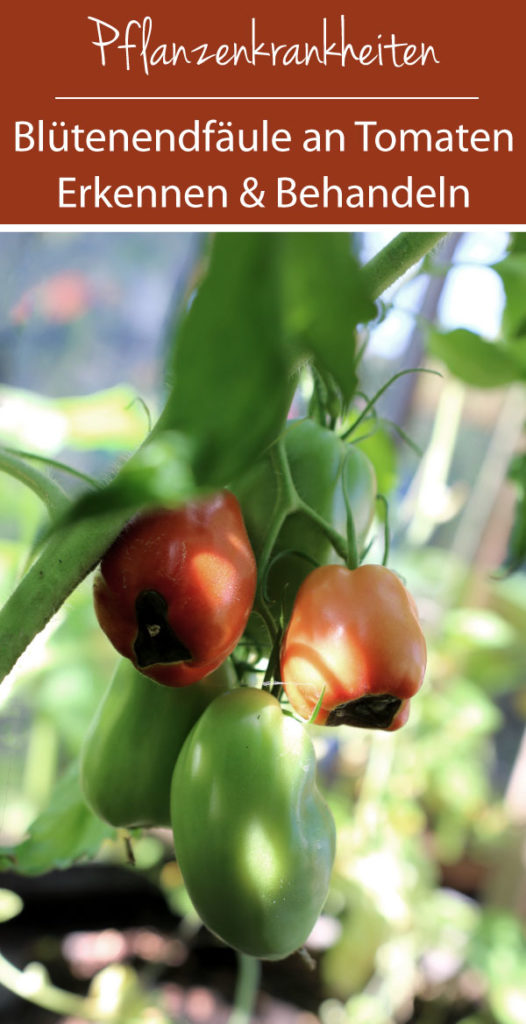 Blütenendfäule an Tomaten: Erkennen und Behandeln | Pflanzenkrankheit