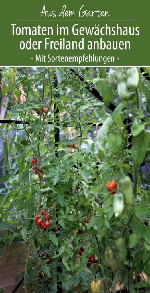Tomaten im Gewächshaus
oder Freiland anbauen