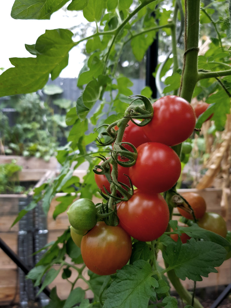 Tomaten im Gewächshaus oder Freiland anbauen