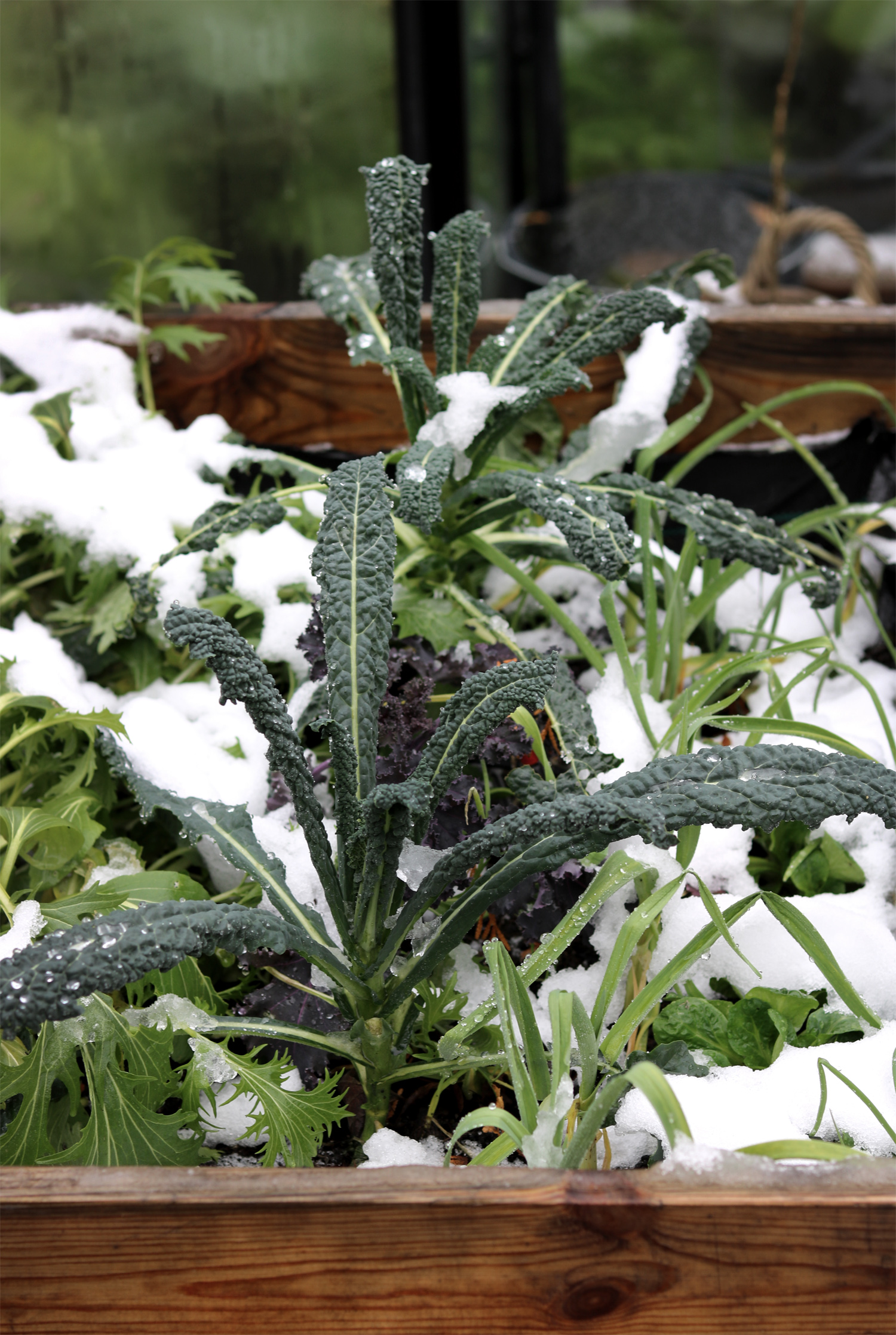 Grün- und Federkohl im winterlichen Gemüsegarten | Sortenempfehlungen